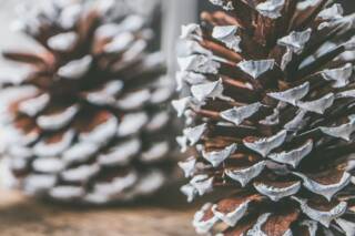 Lähikuva lumipäällysteisistä kävyistä.